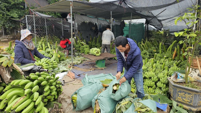 Liên kết sản xuất, nâng cao giá trị cây chuối