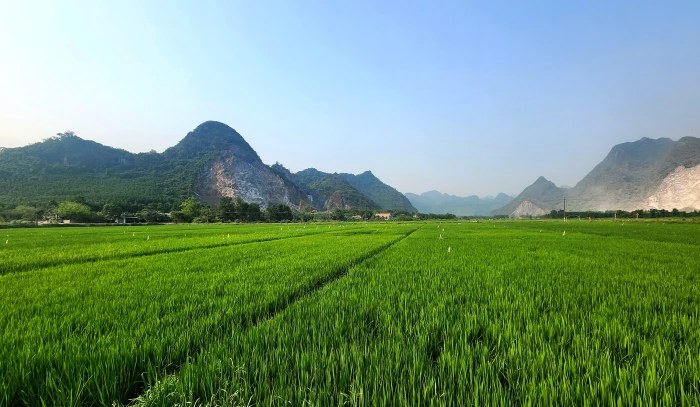 'Ấm cái bụng' nhờ trồng lúa nước