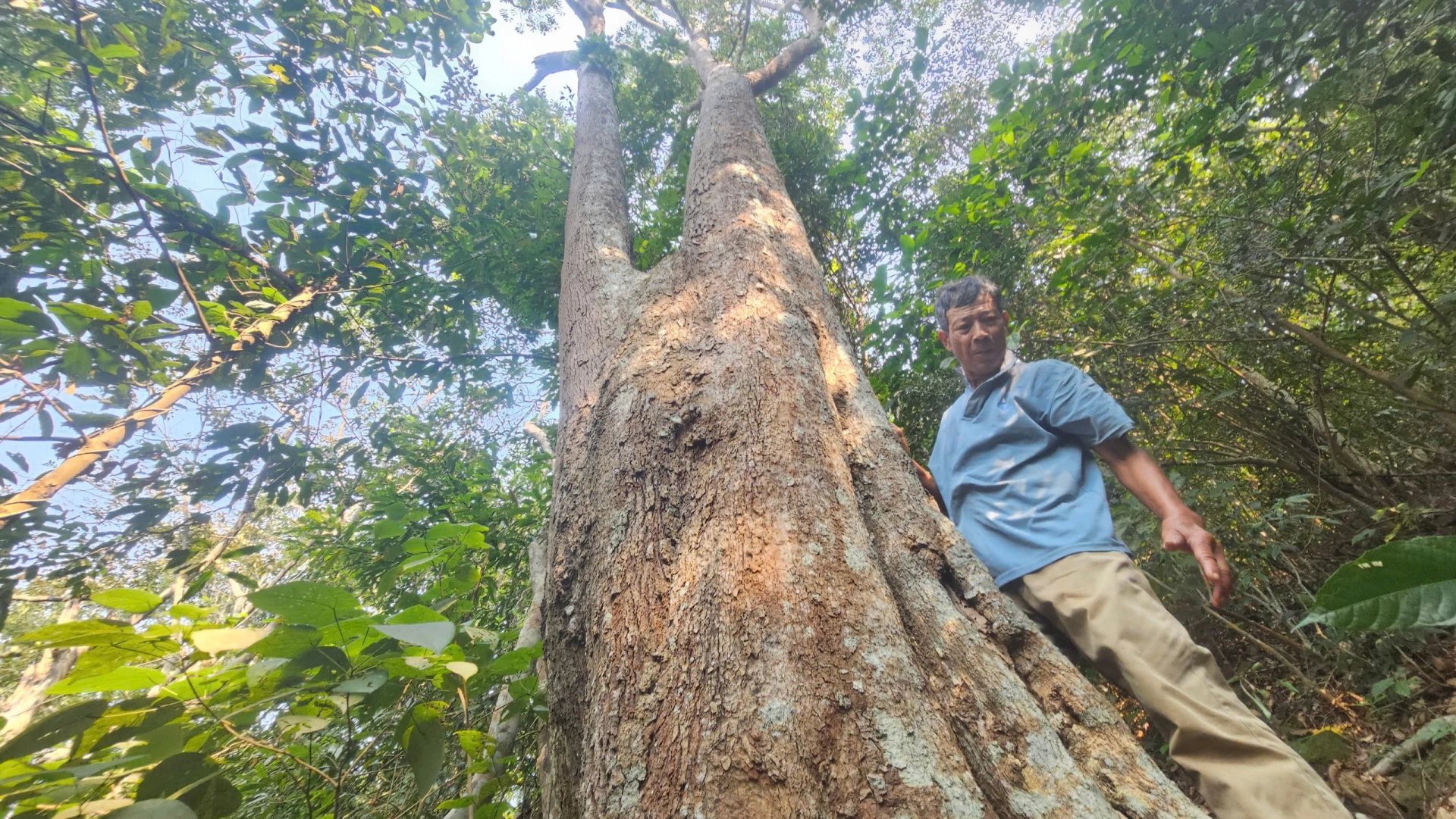 Những cây gỗ quý trong rừng Cấm cao hàng chục mét-Ảnh: P.P