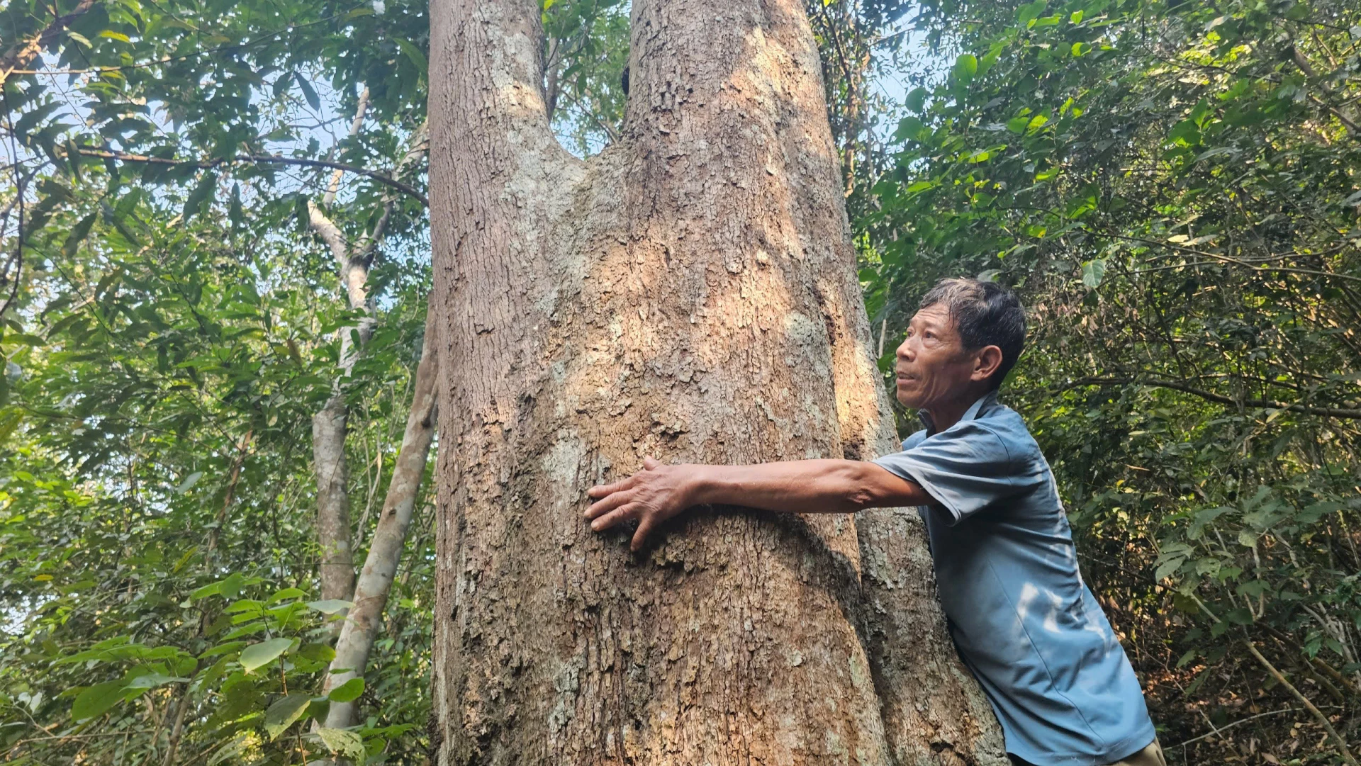 Nhiều cây có đường kính hơn 1m, hai người ôm mới xuể-Ảnh: P.P

