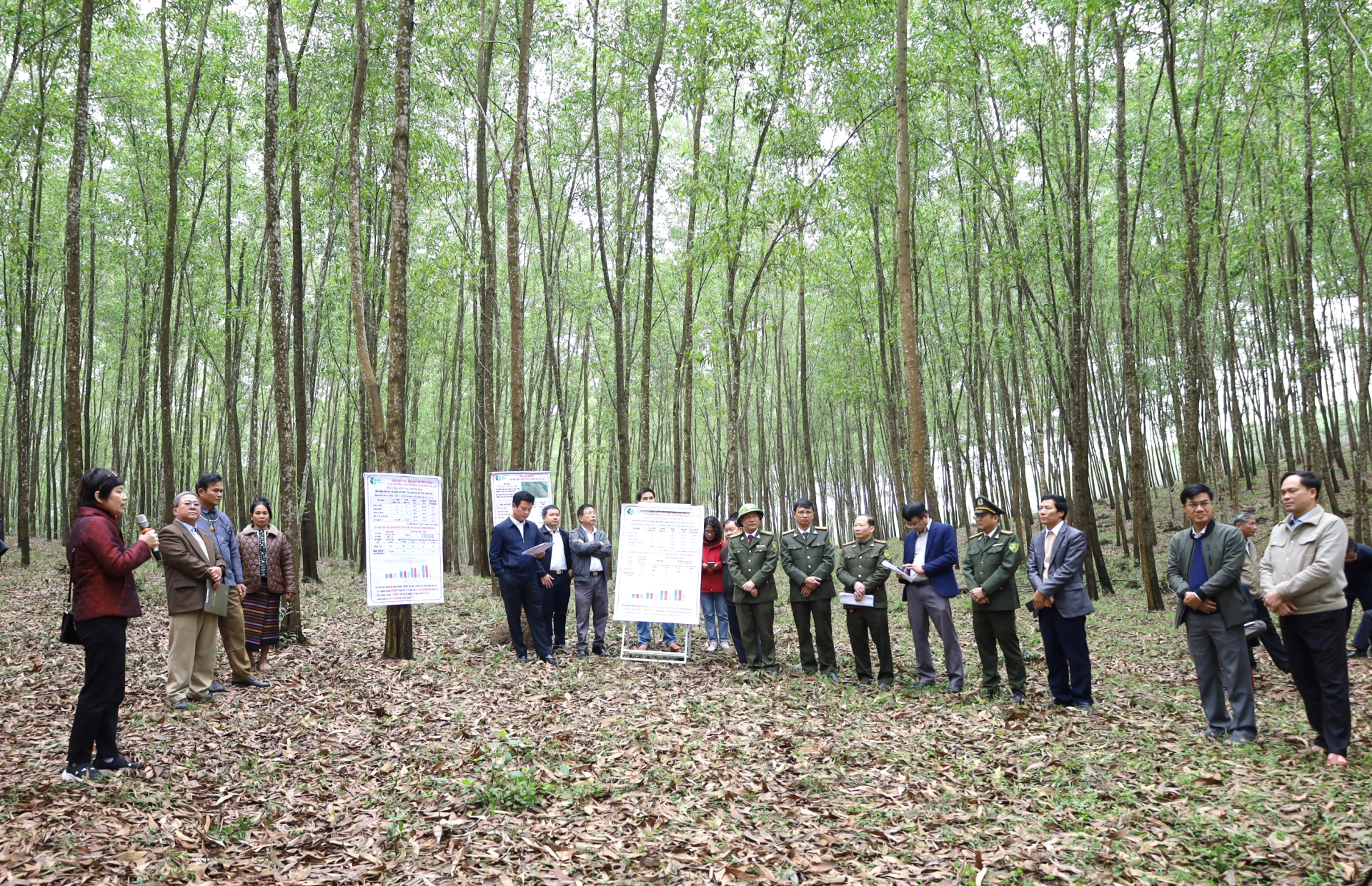 Mô hình trồng rừng gỗ lớn góp phần nâng cao năng suất, chất lượng rừng trồng - Ảnh: V.M