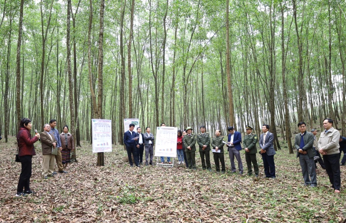 Nâng cao hiệu quả rừng trồng