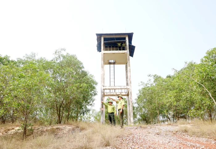 Để bảo vệ lá chắn xanh ven biển