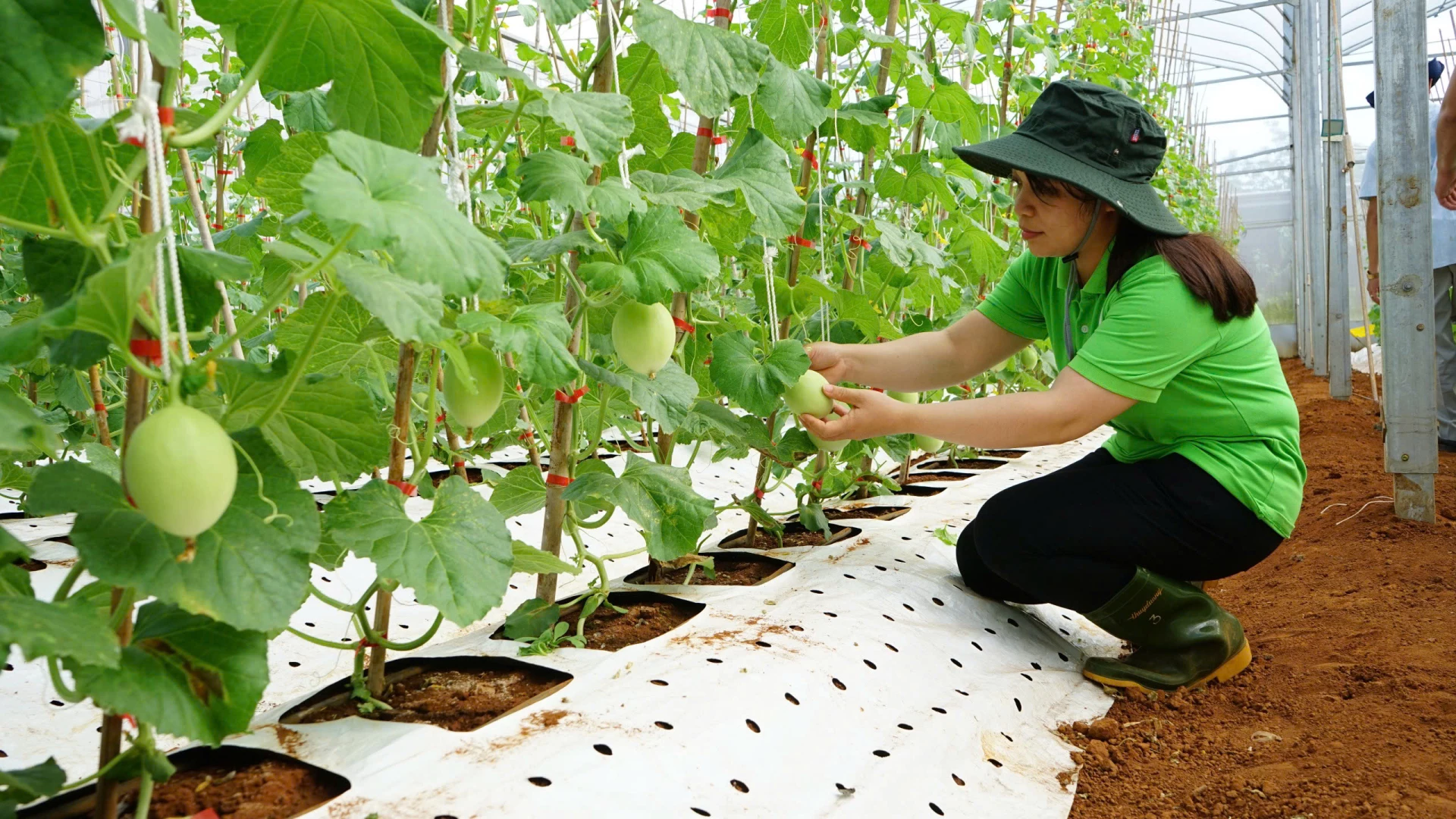 Sản phẩm dưa lưới của nông trại Dfarm được xuất sang thị trường nước ngoài - Ảnh: T.T