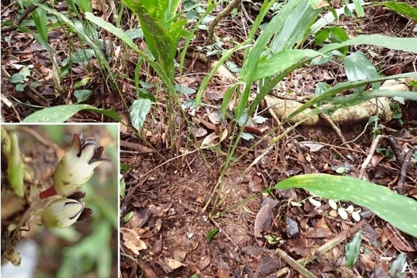 Cây Tỏi đá đen nổi bật với hoa nhỏ, dạng chuông, các thùy bao hoa màu tím đen - Ảnh: Khu dự trữ thiên nhiên Động Châu - Khe Nước Trong