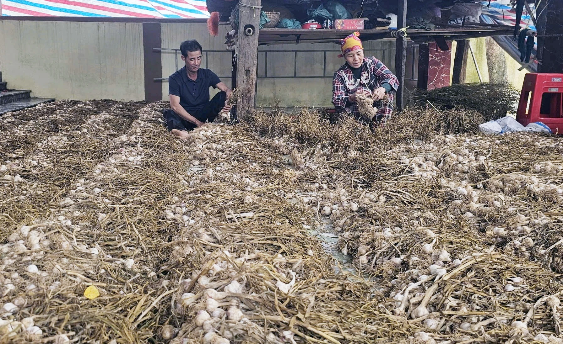 Tỏi sau khi thu hoạch được người dân thôn Cồn Nâm phơi khô, bảo quản đúng quy trình kỹ thuật - Ảnh: L.Chi