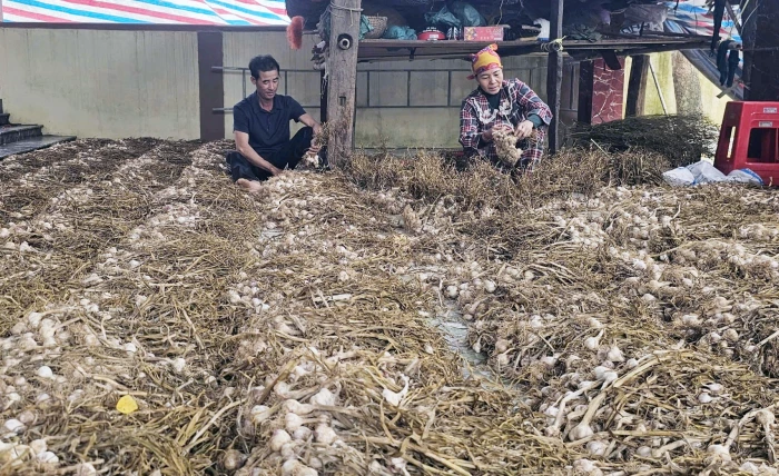 Nông dân Nam Gianh được mùa tỏi