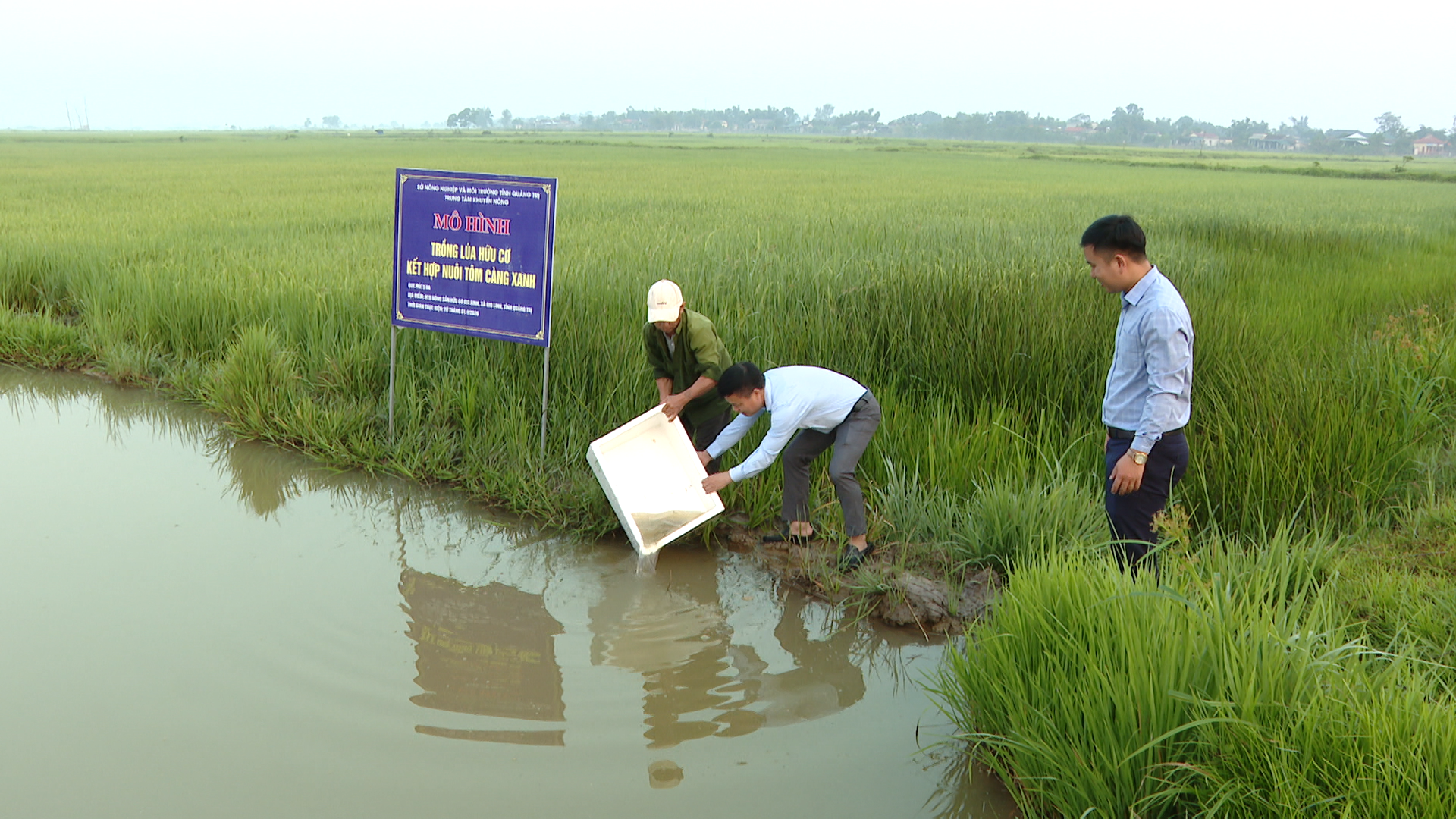 Cán bộ khuyến nông cùng với bà con nông dân thả tôm ra môi trường ruộng lúa - Ảnh: V.P