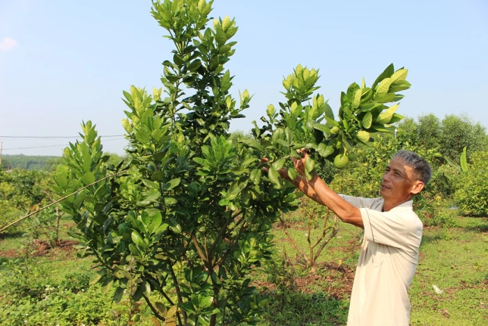 Tiếp sức cho nông dân làm giàu