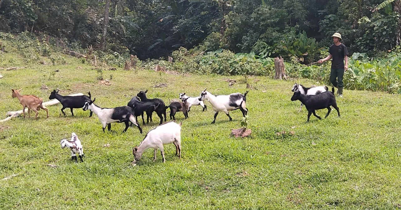 Đàn dê phát triển tốt giúp gia đình anh Hồ Văn Mừng thu hồi vốn nhanh nhờ dễ tiêu thụ - Ảnh: B.B