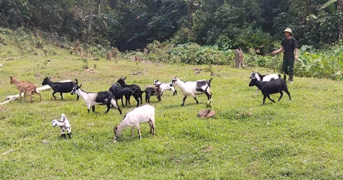 'Phép tính' làm giàu của một cựu chiến binh