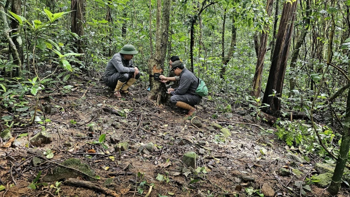 'Số hóa' công tác quản lý, bảo vệ rừng