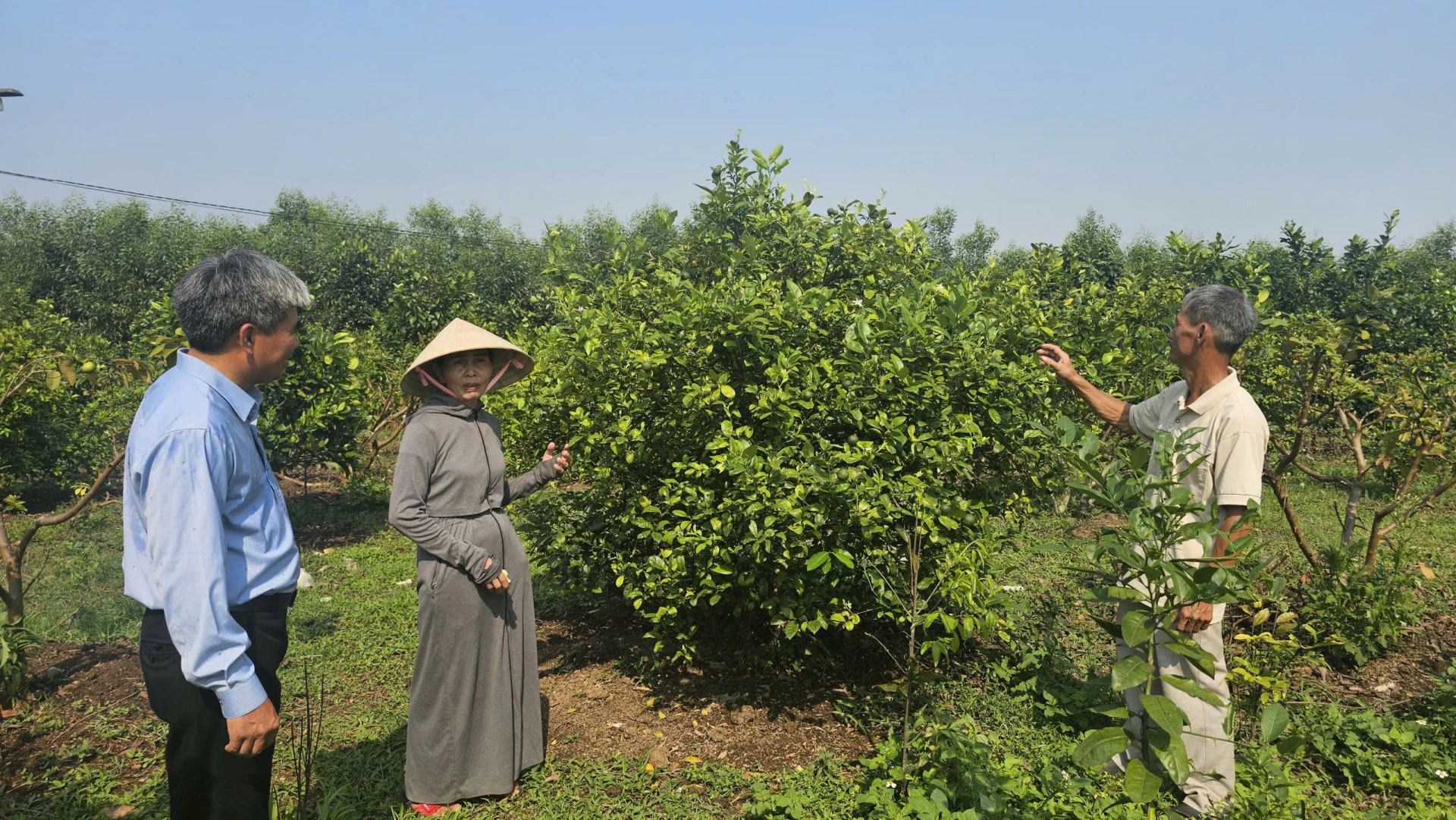 Quỹ hỗ trợ nông dân tỉnh giải ngân nguồn vốn vay 500 triệu đồng cho dự án Trồng và chăm sóc cây Bưởi đỏ của các hộ dân tại xã Hiếu Giang. Ảnh: T.T
