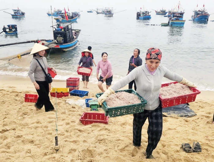 Ngư dân hối hả vào vụ cá Nam