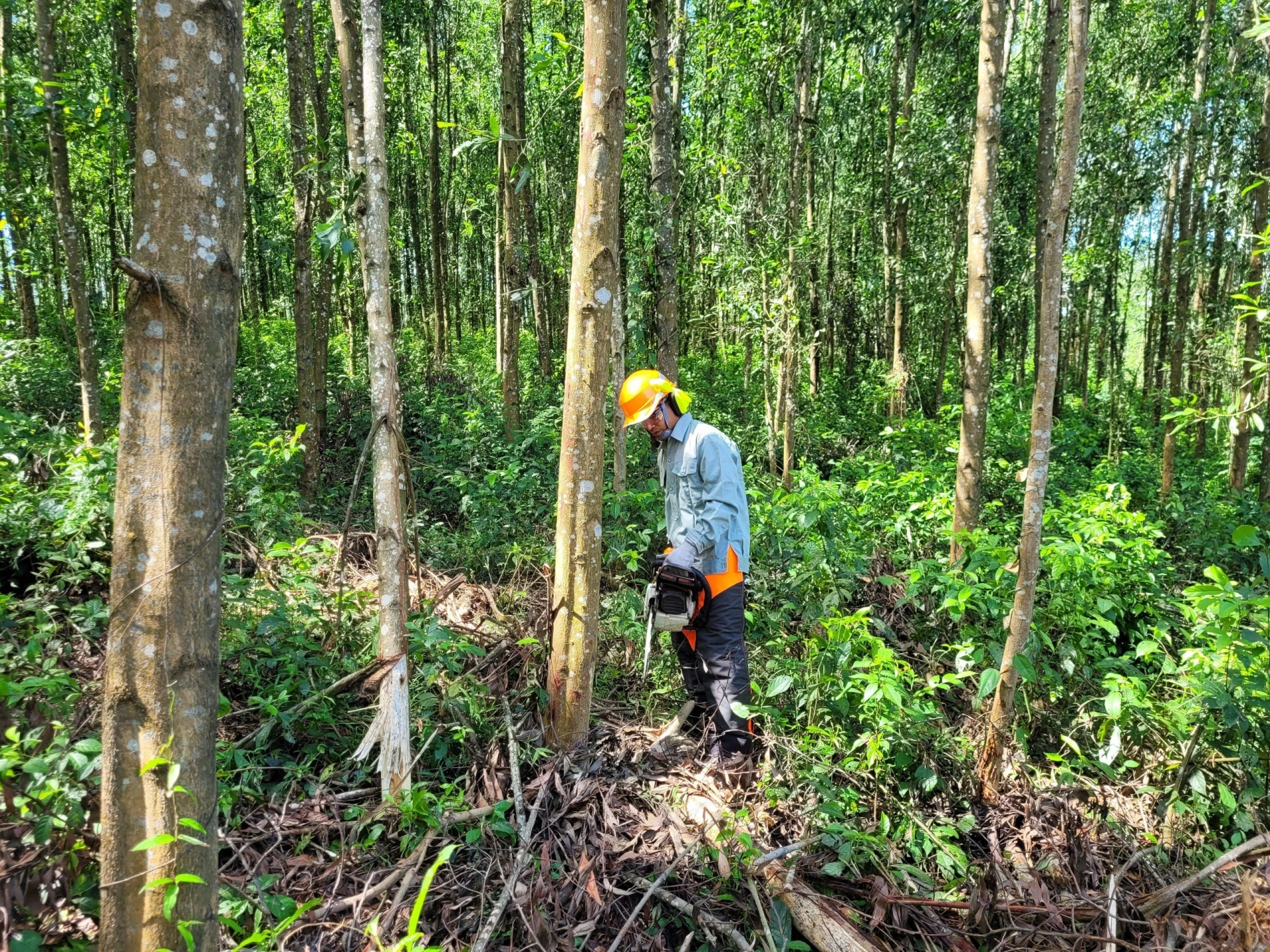  Khai thác gỗ rừng trồng theo đúng quy chuẩn nhằm nâng cao giá trị thương phẩm và phục vụ chế biến sâu. -Ảnh: T.T