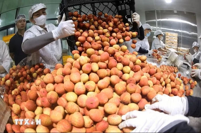 Công nghệ sấy thông minh mở ra hướng đi mới cho nông sản Việt Nam