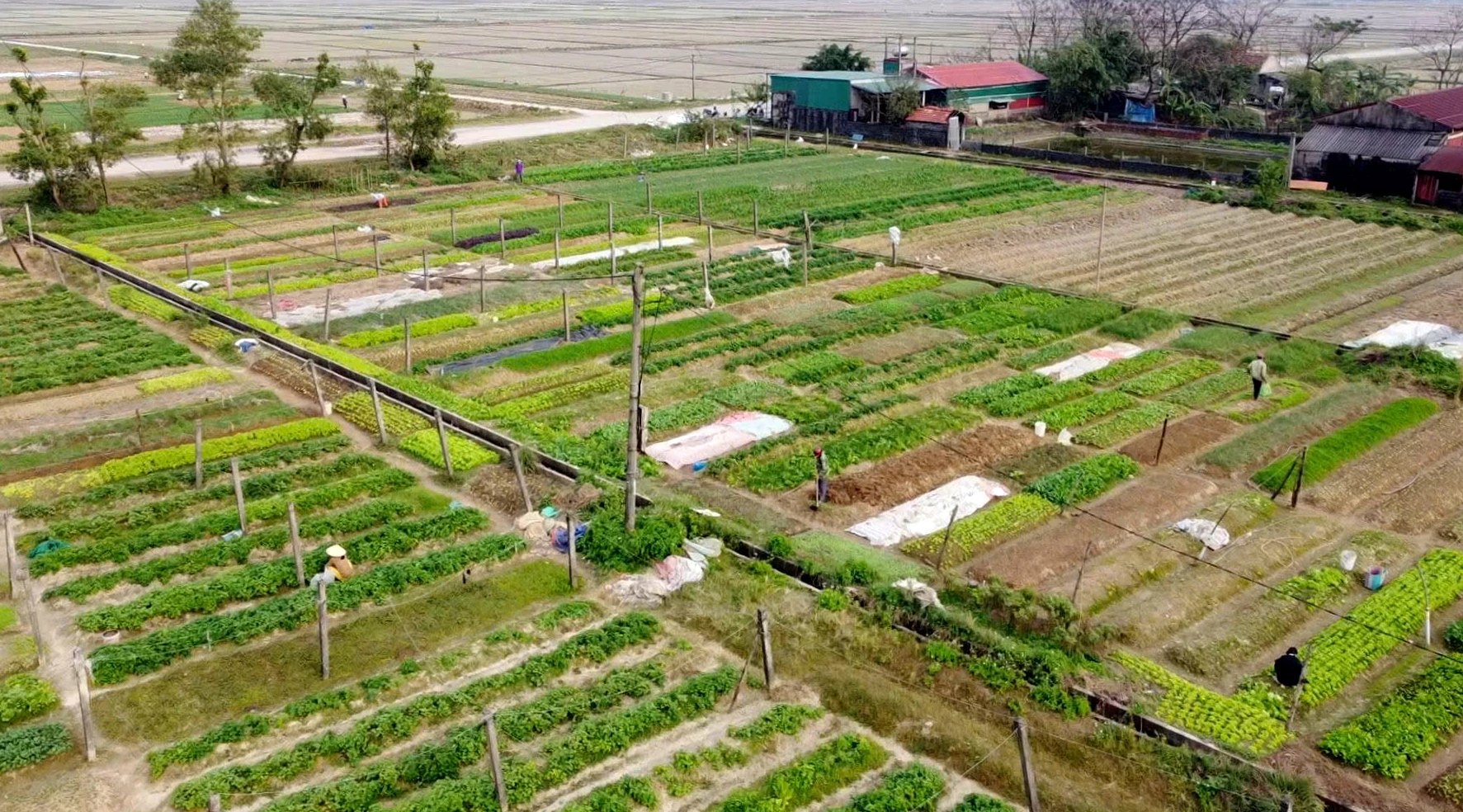 Các tổ hợp tác sản xuất rau an toàn theo tiêu chuẩn VietGAP ở Đồng Hới mang lại hiệu quả kinh tế - Ảnh: H.Tr