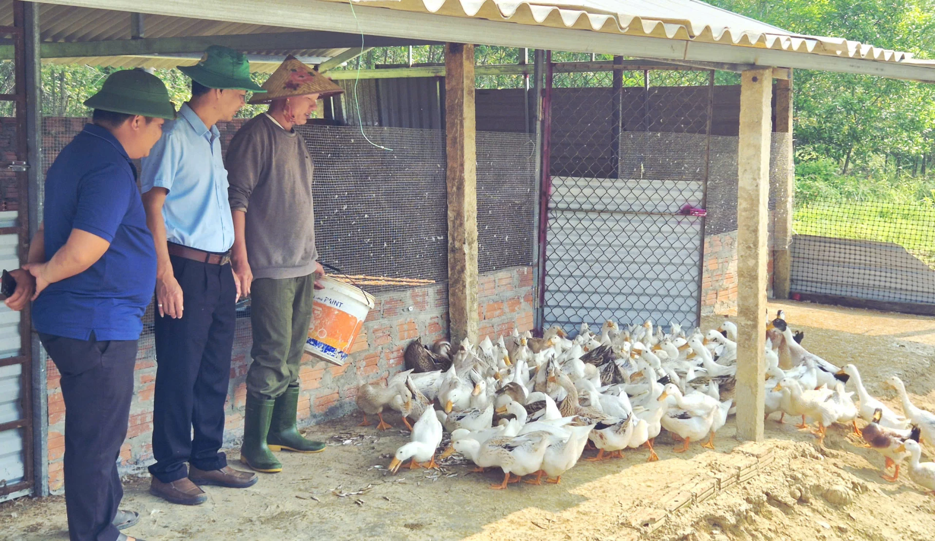 Đàn vịt được anh Phan Ngọc Trung nuôi bằng phương pháp đệm lót sinh học, bảo đảm vệ sinh môi trường và an toàn dịch bệnh - Ảnh: K.S