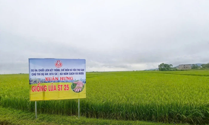 Sản xuất theo đơn đặt hàng: Mở hướng đi bền vững cho nông sản