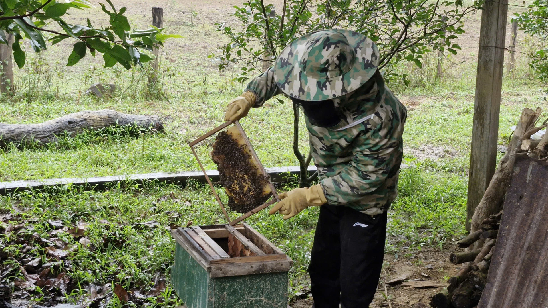 Nuôi ong lấy mật mang lại thu nhập ổn định cho nhiều hộ dân xã miền núi Kim Phú - Ảnh: X.P