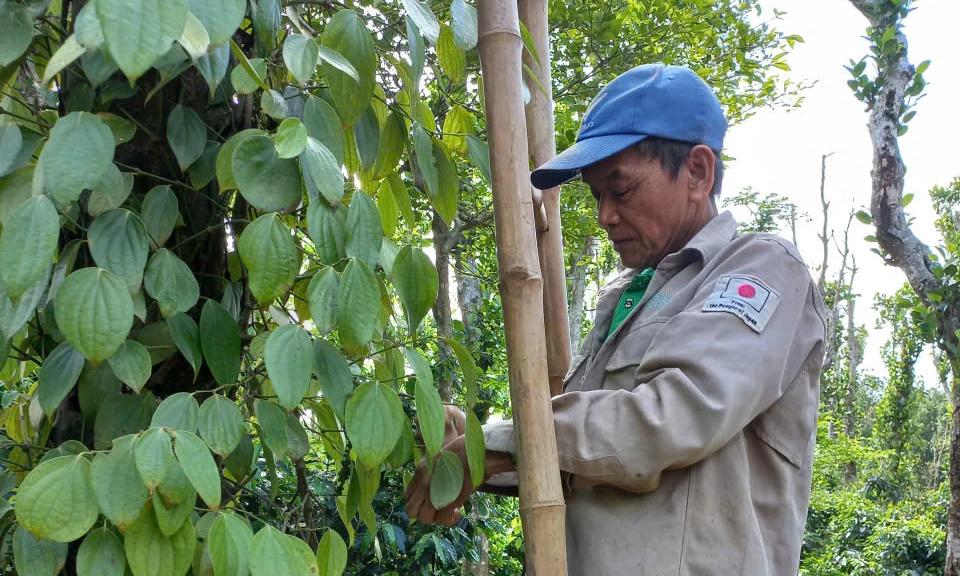 Mô hình chăn nuôi kết hợp trồng trọt của cựu chiến binh Phạm Tạo mang lại hiệu quả kinh tế ổn định - Ảnh: M.H