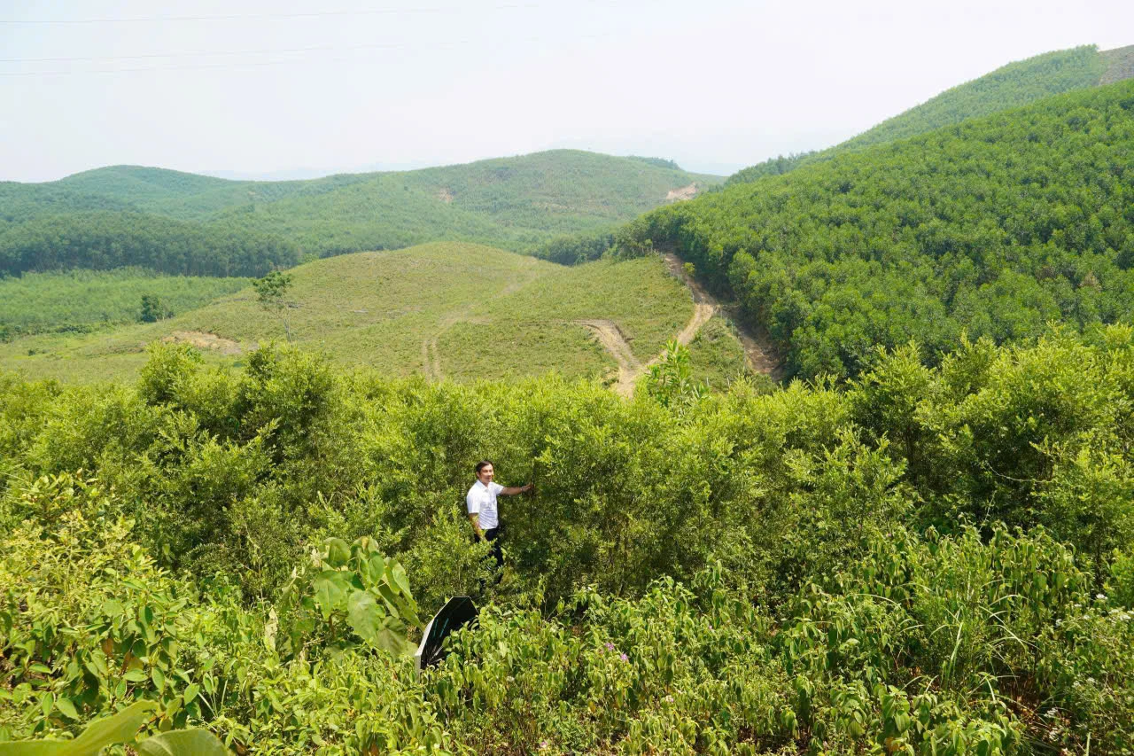 Vườn tràm nguyên liệu của Hợp tác xã Afarm - Ảnh: X.V