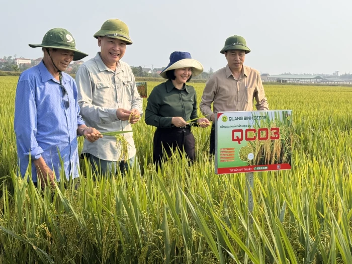 Kiểm tra tình hình sản xuất giống lúa mới tại các địa phương