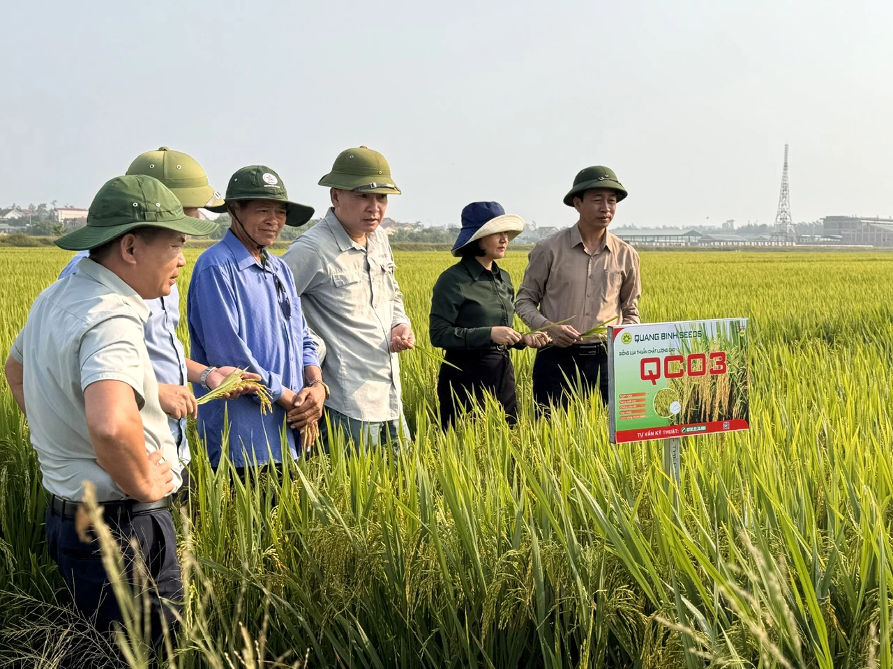 Kiểm tra tình hình sản xuất giống lúa QC03 tại Hợp tác xã Nông nghiệp Phú Xá, phường Đồng Thuận - Ảnh: N.H