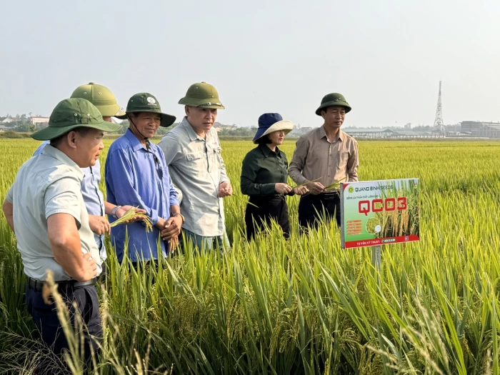 Hiệu quả đưa giống lúa mới vào sản xuất