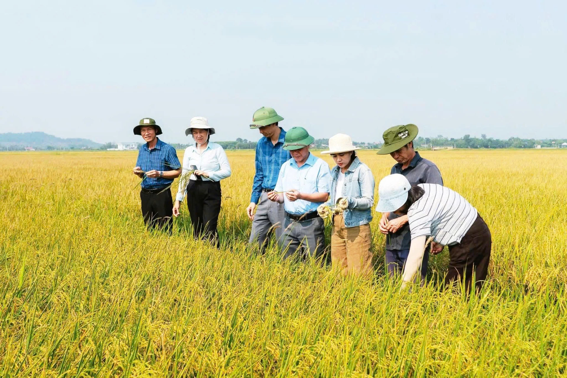 Diện tích lúa hữu cơ của HTX Thượng Hòa đã đến kỳ thu hoạch