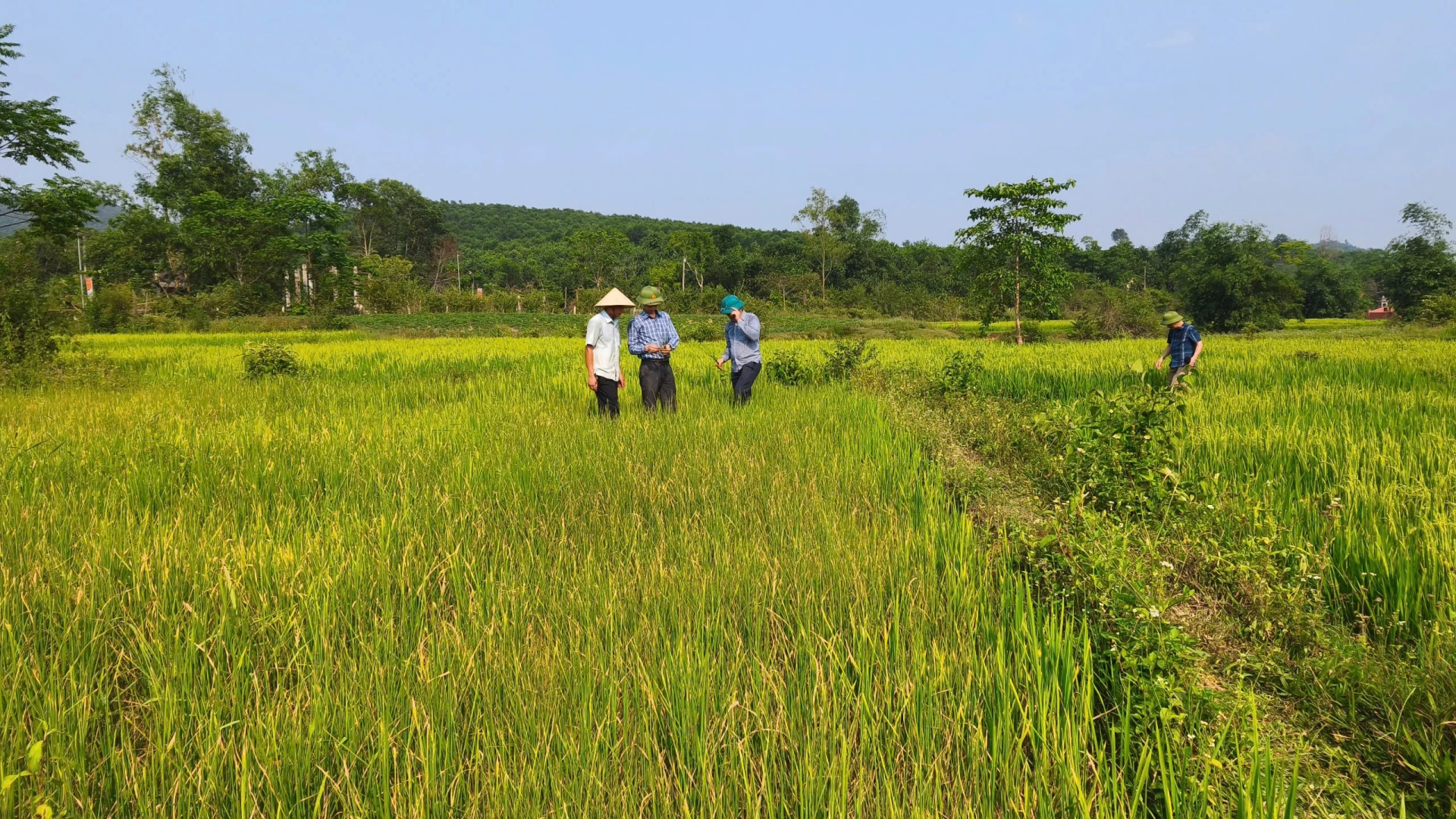 Hạn hán xảy ra ngay giai đoạn lúa ở Tuyên Lâm đang trổ đòng - Ảnh: N.M.P