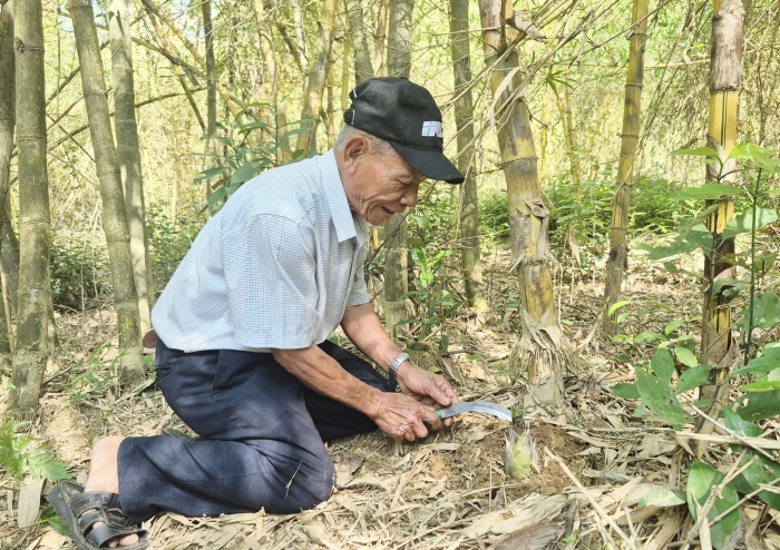 Tân Vĩnh khởi sắc từ cây tre vàng lấy măng