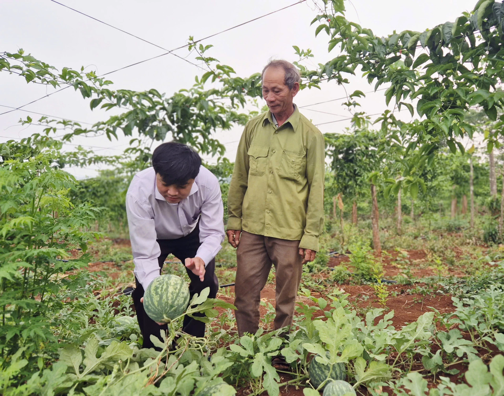Mô hình dưa hấu chất lượng cao, mang lại cho gia đình ông Nguyễn Viết Thể lợi nhuận hơn 100 triệu đồng/vụ-Ảnh: K.S