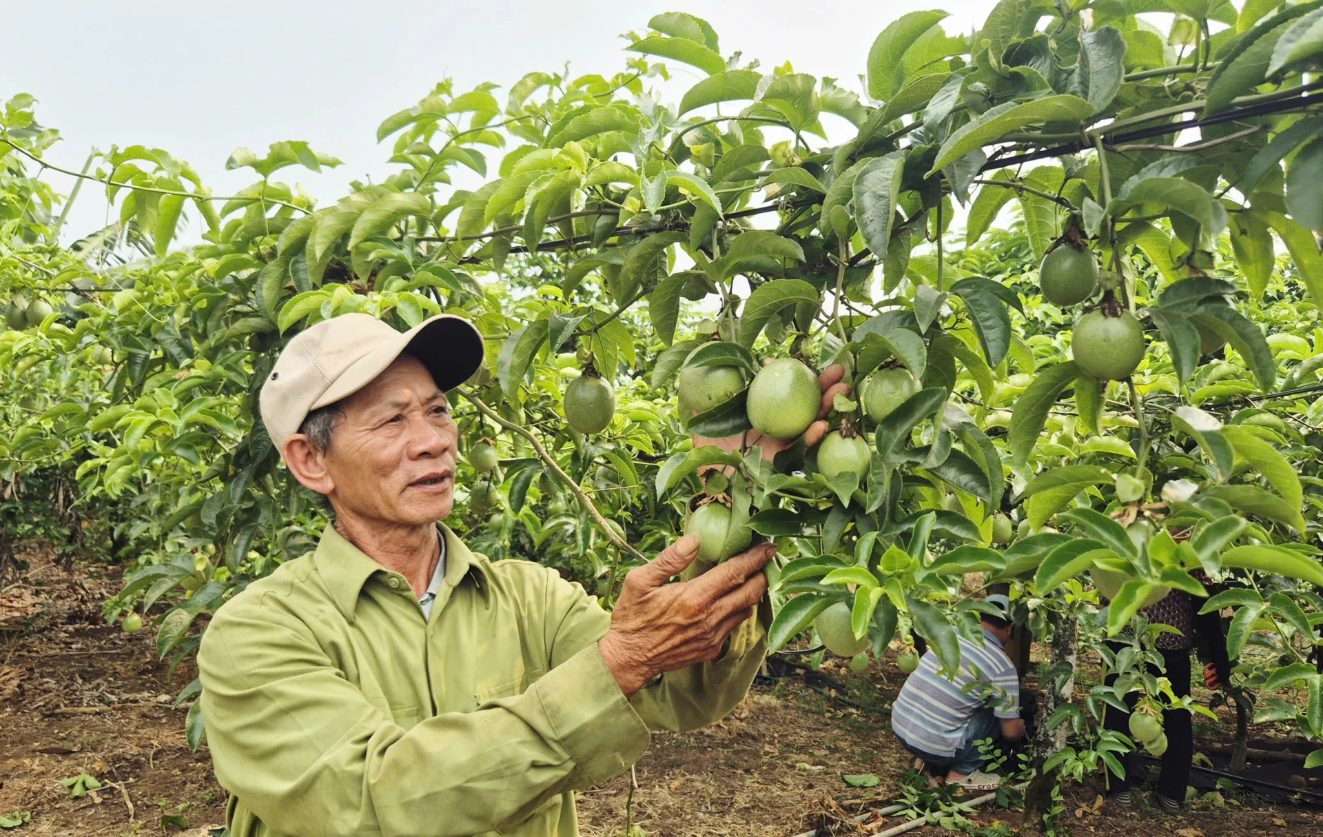 Ông Nguyễn Viết Thể chăm sóc vườn chanh leo đang thời kỳ cho thu hoạch - Ảnh: K.S