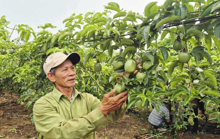Người cán bộ Hội Nông dân tận tụy trên vùng đất bazan