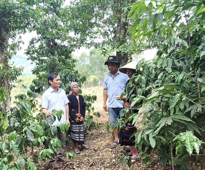 Hiệu quả mô hình sản xuất cà phê hữu cơ