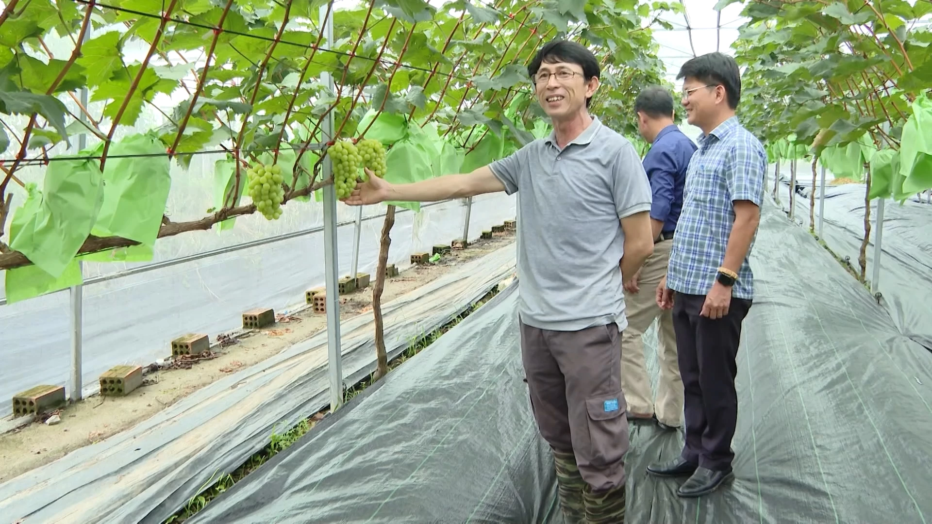 Mô hình trồng nho Hàn Quốc của ông Lê Thế Phong tại tổ dân phố 10, phường Đồng Sơn - Ảnh: B.N