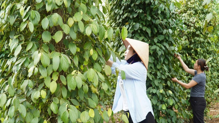 Sức sống vùng Cùa