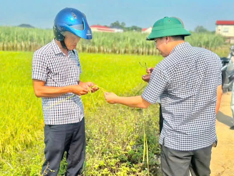 Công tác kiểm tra, phòng ngừa sâu bệnh trên cây lúa được xã Nam Trạch thực hiện thường xuyên, kịp thời-Ảnh: M.L

