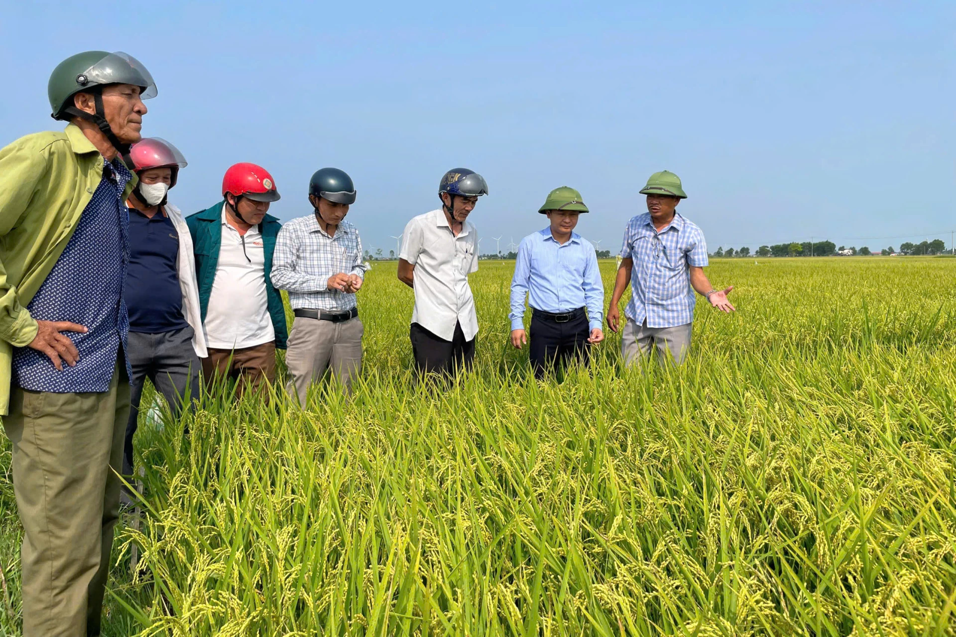 Lãnh đạo xã Quảng Ninh tổ chức thăm đồng đánh giá năng suất, sản lượng lúa đông xuân