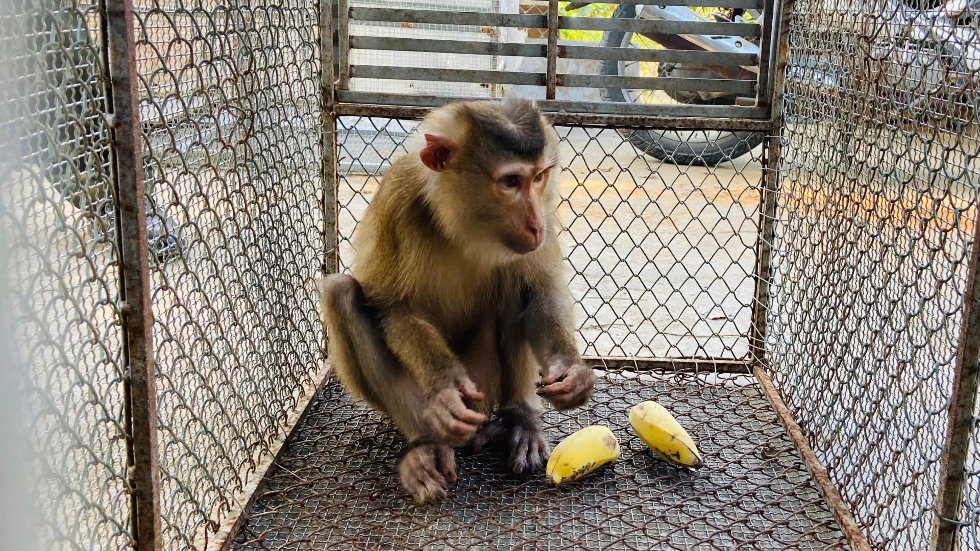 Khỉ đuôi lợn có tên khoa học (Macaca leonina), là loài động vật rừng nguy cấp, quý hiếm thuộc nhóm IIB - Ảnh: Q.V