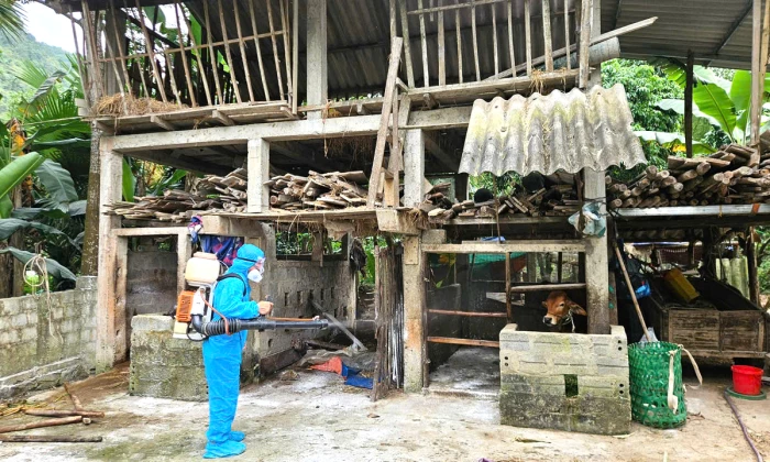 Xã Tuyên Phú công bố dịch bệnh viêm da nổi cục trên trâu, bò