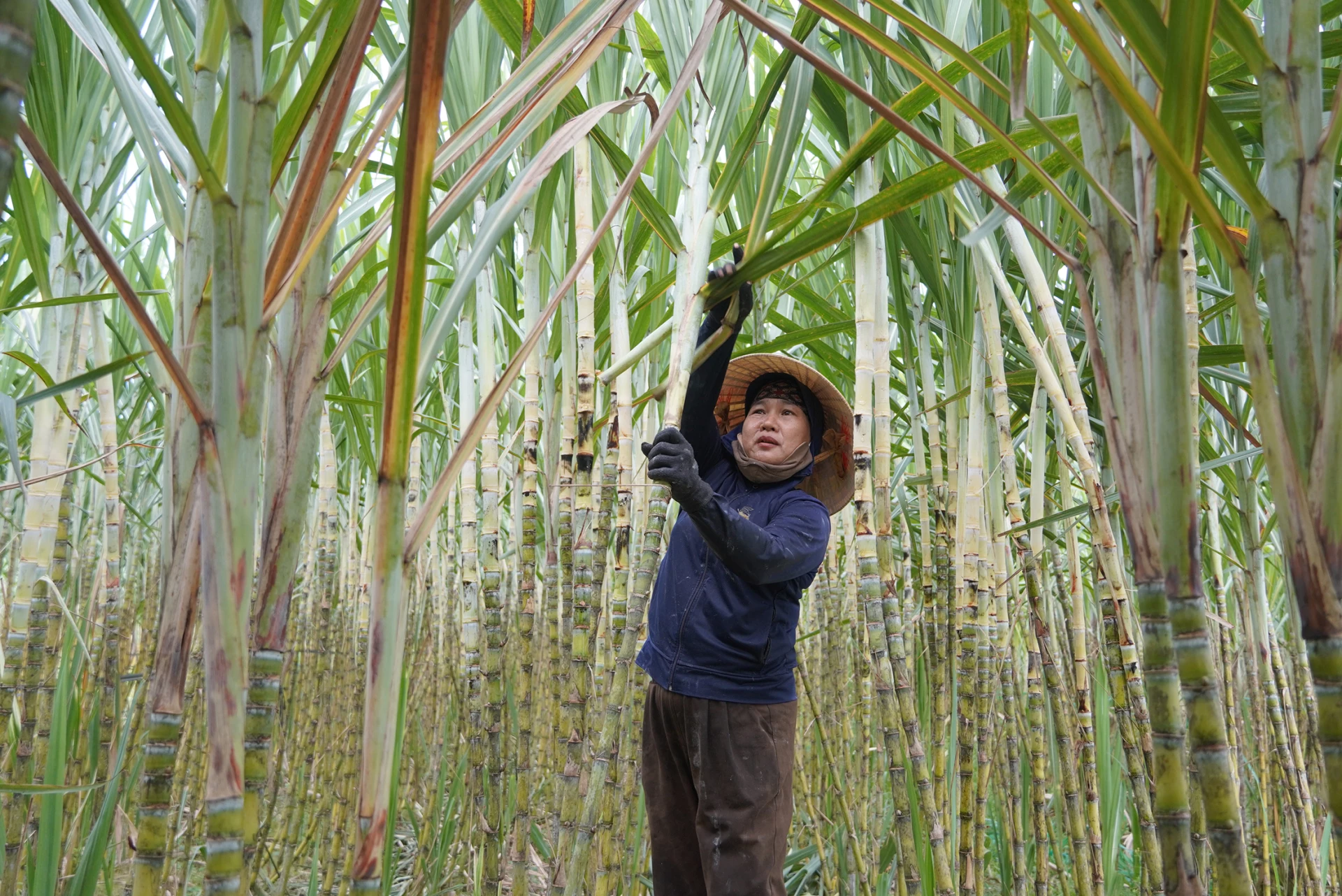 Bà Nguyễn Thị Khuyên, xã Nam Trạch tranh thủ bóc vỏ, trảy lá mía trước khi thu hoạch - Ảnh: C.N


