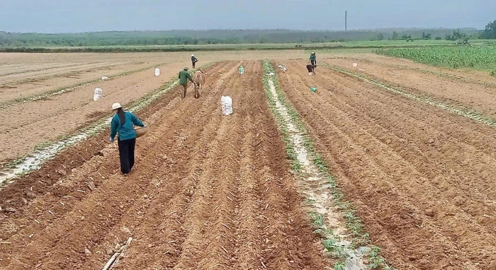 Nam Trạch: Chủ động sản xuất vụ hè-thu an toàn, hiệu quả