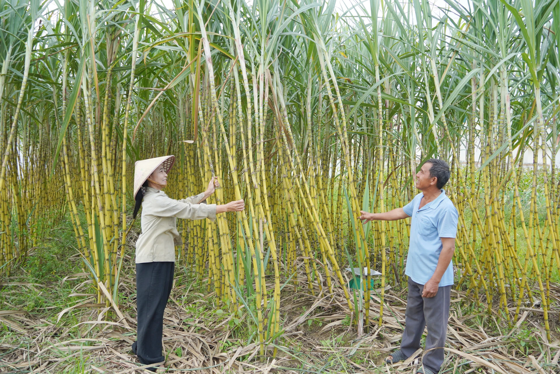 Ruộng mía của gia đình ông Nguyễn Văn Hòa, xã Nam Trạch được mùa, được giá - Ảnh: C.N

