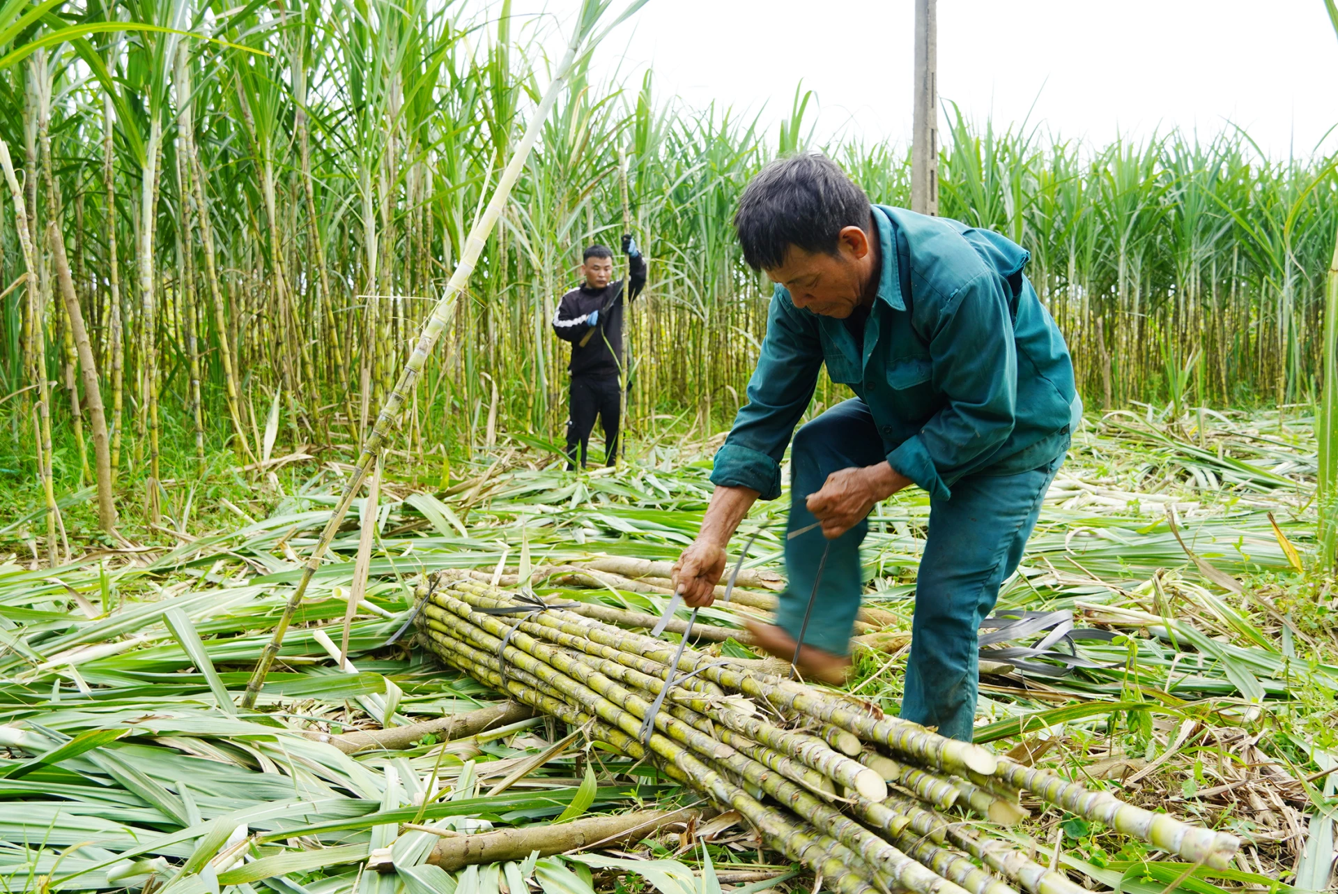 Những ngày này, trên các ruộng mía, bà con nông dân xã Nam Trạch đang khẩn trương thu hoạch mía - Ảnh: C.N