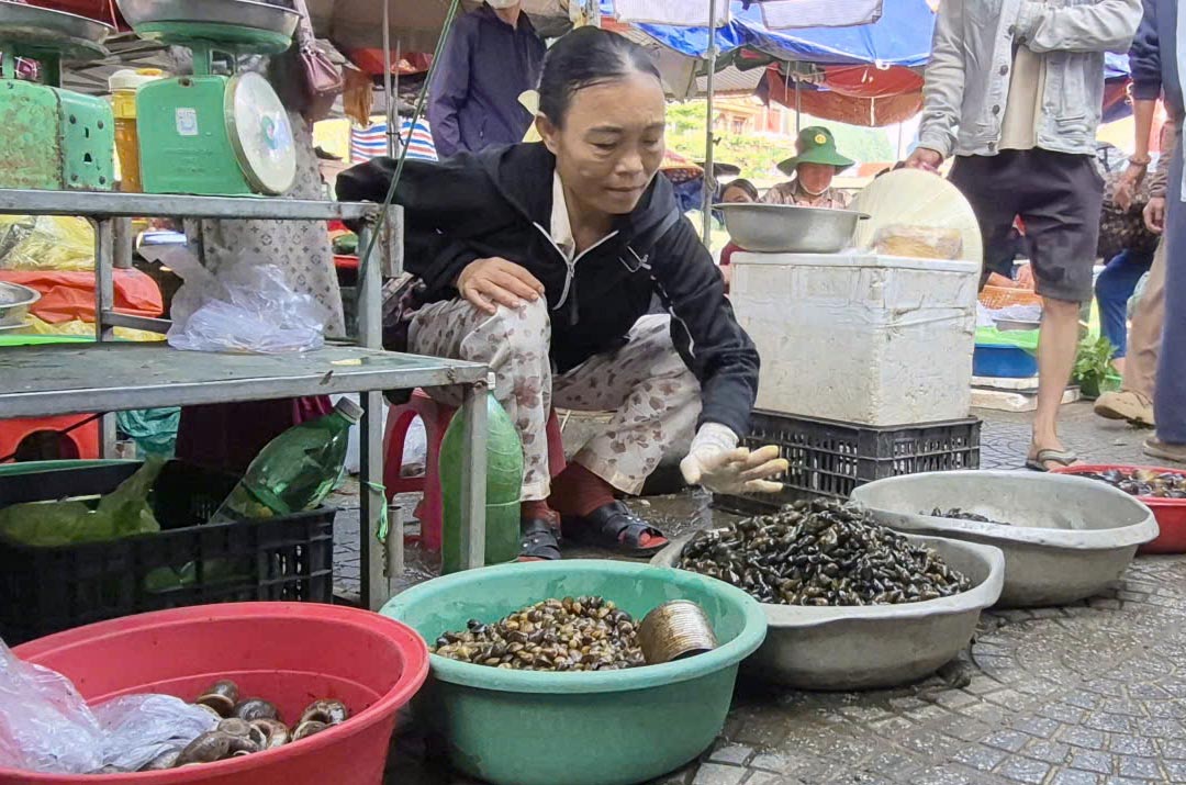 Ốc đực, 