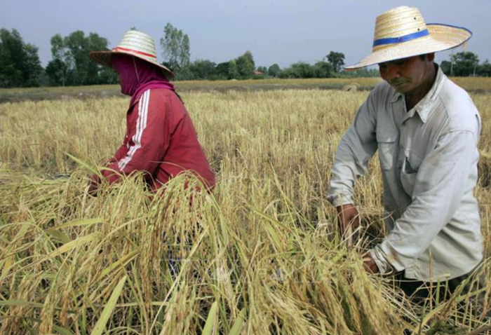 Nguy cơ 'siêu El Nino' đe dọa an ninh năng lượng, lương thực ở châu Á