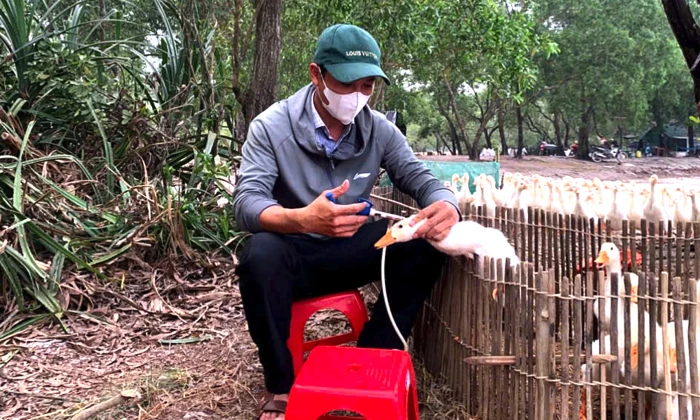 Nâng cao hiệu quả tiêm phòng vắc-xin cho đàn vật nuôi