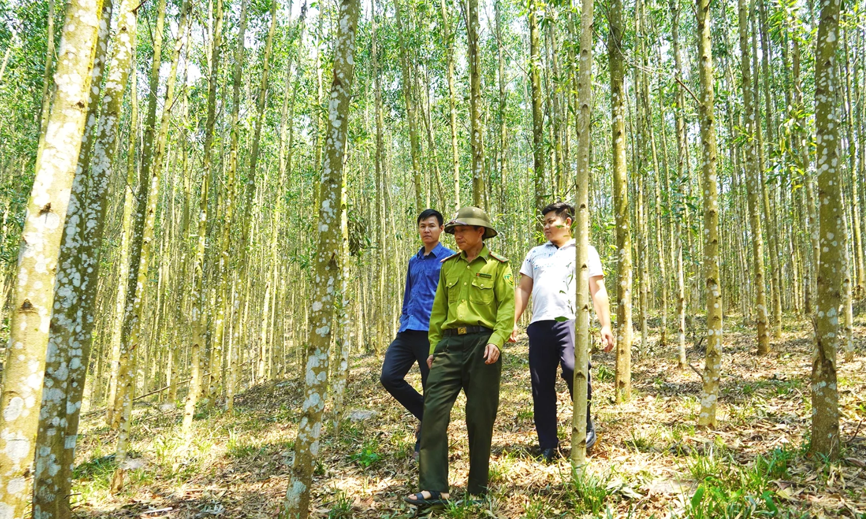 Chủ động phòng cháy, chữa cháy rừng